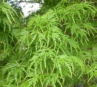 Seiryu Japanese Maple