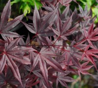 Shop Moonfire Japanese Maple - 3 Gallon