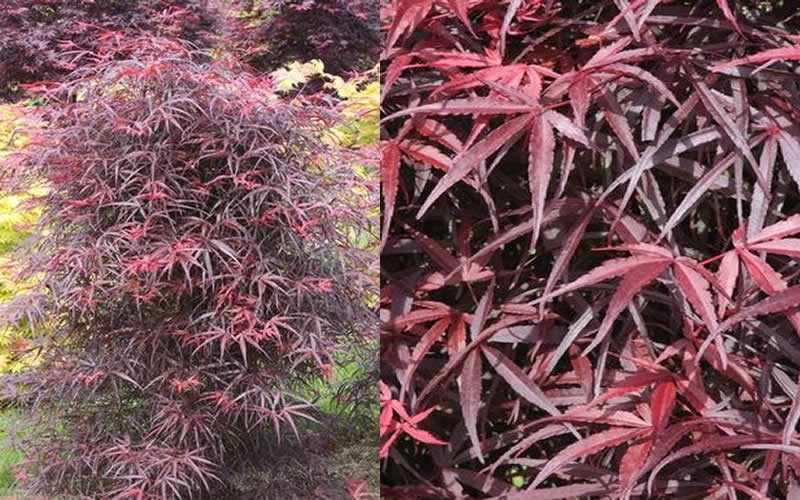 Hubb's Red Willow Japanese Maple - 2 Gallon - 30-36