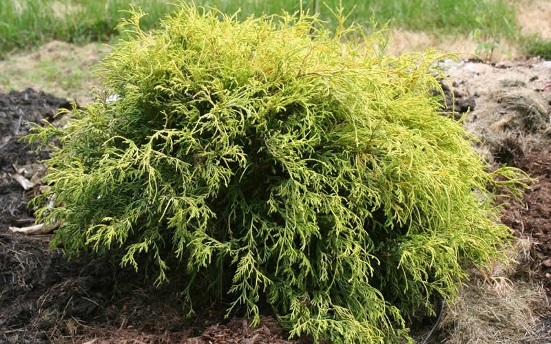 Gold Mop Cypress - 1 Gallon - Shrub, Coniferous - Shrubs for Summer ... Gold Mop Cypress