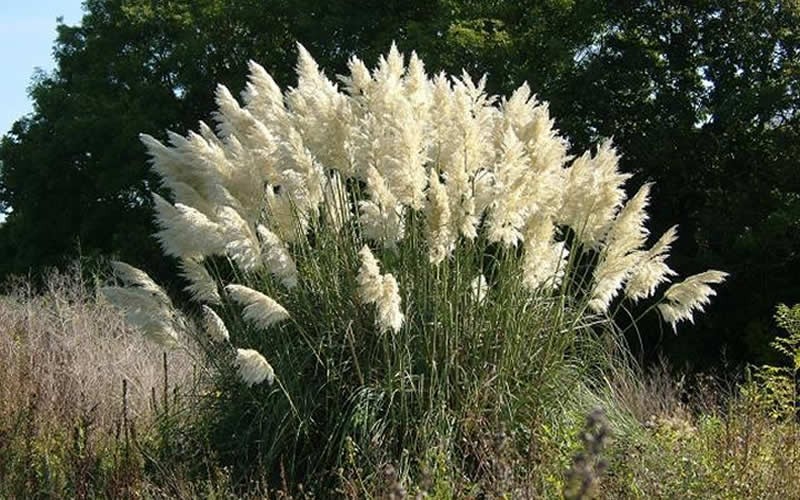 White Pampas Grass - 1 Gallon - Grasses - Ornamental | ToGoGarden