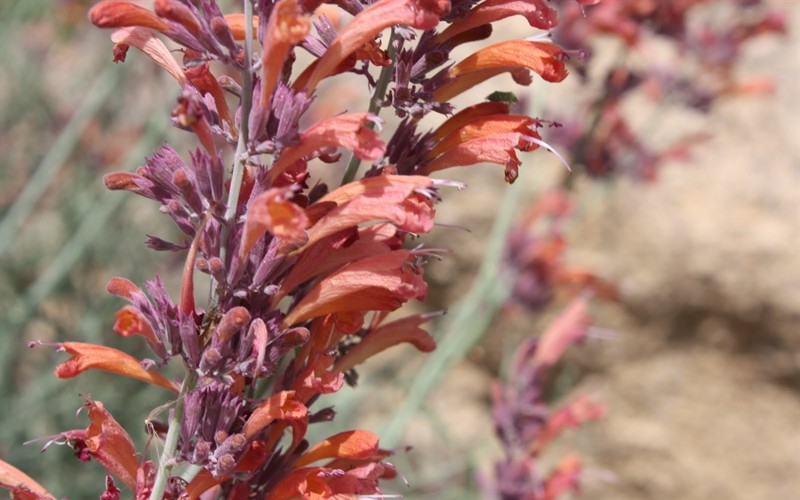 Coronado Red Hyssop - 1 Gallon  - Perennial Plants | ToGoGarden