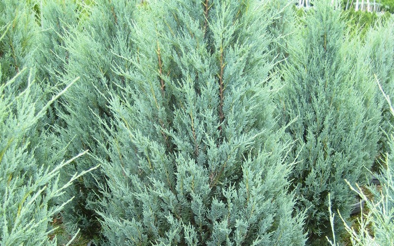 Wichita Blue Juniper - Juniperus scopulorum 'Wichita Blue' Photo 1