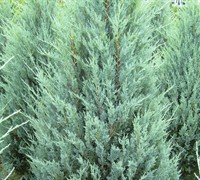 Wichita Blue Juniper - Juniperus scopulorum 'Wichita Blue'