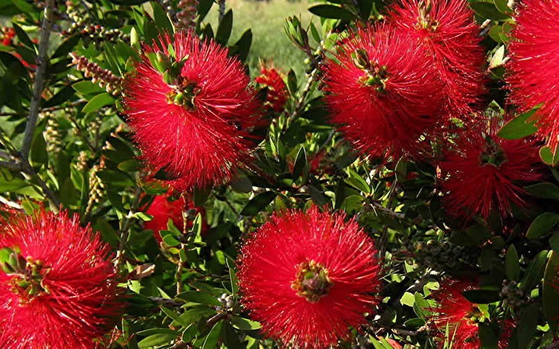 Bottlebrush Scarlet Compacta - 3 Gallon - Perennial Plants | ToGoGarden