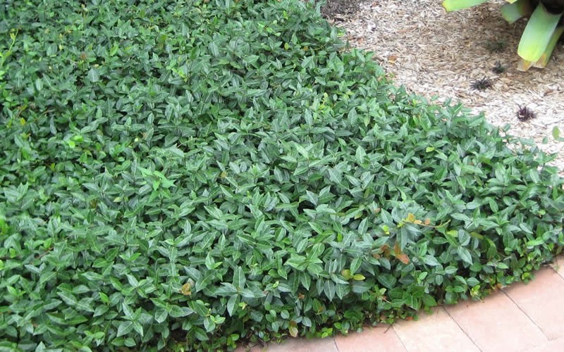 Asiatic Jasmine - 2.5 Quart - Trachelospermum - Asian Jasmine | ToGoGarden
