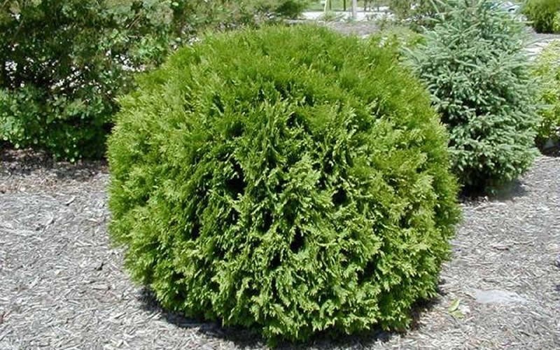 Buy Global Arborvitae - Thuja occidentalis 'Woodwardii' - 1 Gallon ...