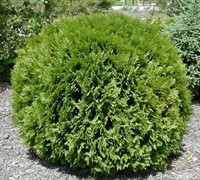 Global Arborvitae - Thuja occidentalis 'Woodwardii' Global Arborvitae - Thuja occidentalis 'Woodwardii'