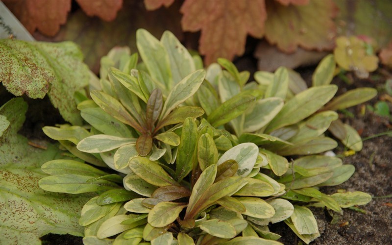 Ajuga reptans 'Toffee Chip' - Toffee Chip Bugleweed Photo 1