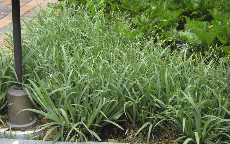 Blue Bunny Sedge Grass - Carex Photo 1