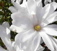 Waterlily Star Magnolia