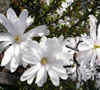 Waterlily Star Magnolia