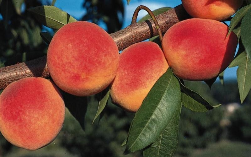 Red Haven Peach - 5 Gallon - Fruit Plants | ToGoGarden