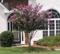 Muskogee Crape Myrtle