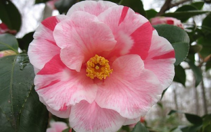 Lady Vansittart Camellia Japonica  Photo 1