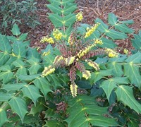 Leatherleaf Mahonia - Mahonia bealei 