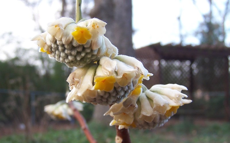 Edgeworthia chrysantha - Paperbush Photo 5