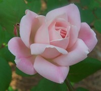 Georgia Peach Shrub Rose