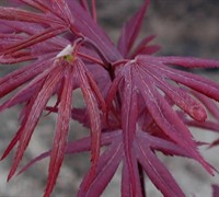 Shaina Japanese Maple