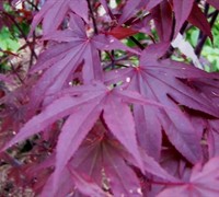 Shop Bloodgood Japanese Maple  - 3 Gallon