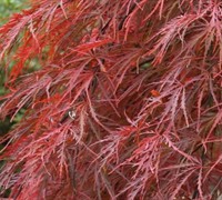 Shop Crimson Queen Japanese Maple  - 3 Gallon