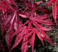 Emperor One Japanese Maple