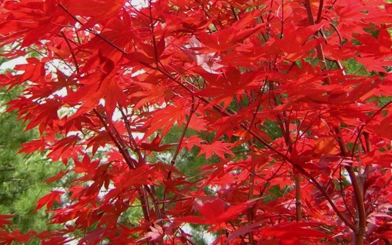 Fireglow Japanese Maple Photo 4