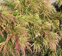 Seiryu Japanese Maple