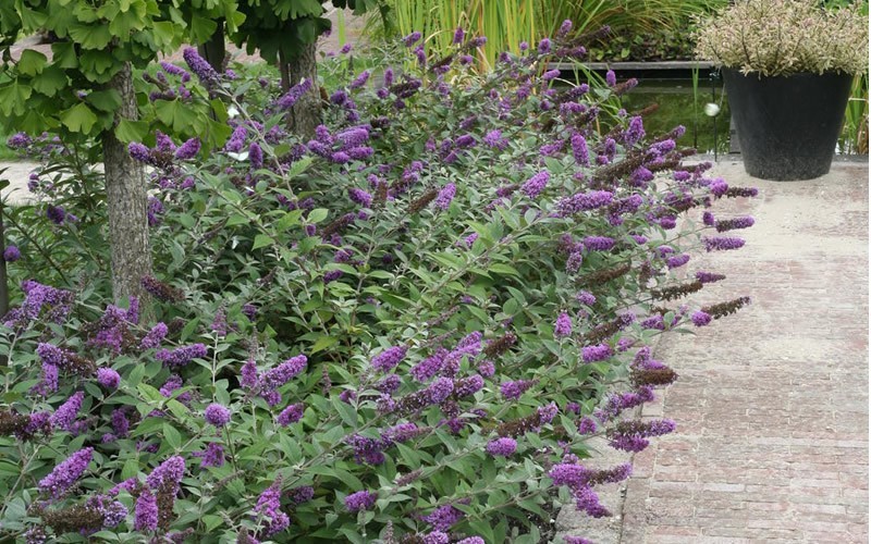 Lo & Behold Blue Chip Butterfly Bush Photo 7