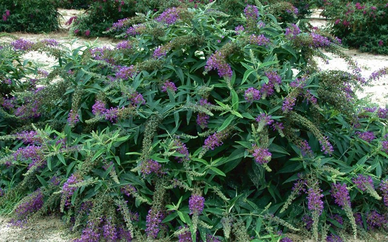 Lo & Behold Purple Haze Butterfly Bush - 3 Gallon - Buddleia - Butterfly Bush | ToGoGarden