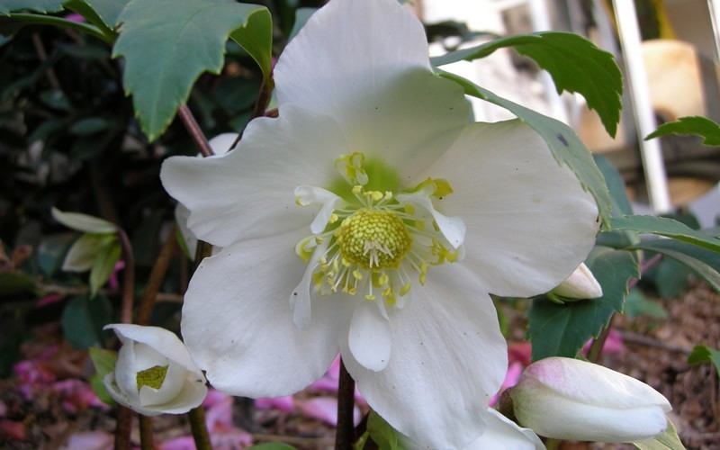 Jacob Helleborus - Lenten Rose - 1 Gallon - Long Blooming Perennials | ToGoGarden