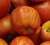 Gala Apple - Malus domestica 'Gala' Gala Apple - Malus domestica 'Gala'