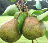 Pineapple Pear
