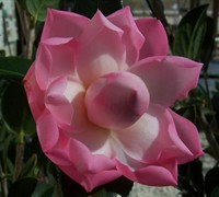 Taylors Perfection Hybrid Camellia