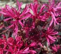 Purple Diamond Loropetalum