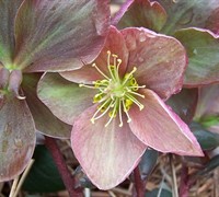 Helleborus Gold Collection 'Pink Frost'