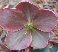 Helleborus Gold Collection 'Pink Frost'