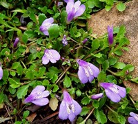 Purple Mazus