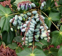 Leatherleaf Mahonia - Mahonia bealei 