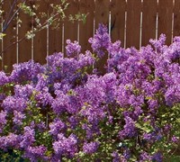 Bloomerang Purple Lilac