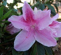 George Taber Southern Indica Azalea