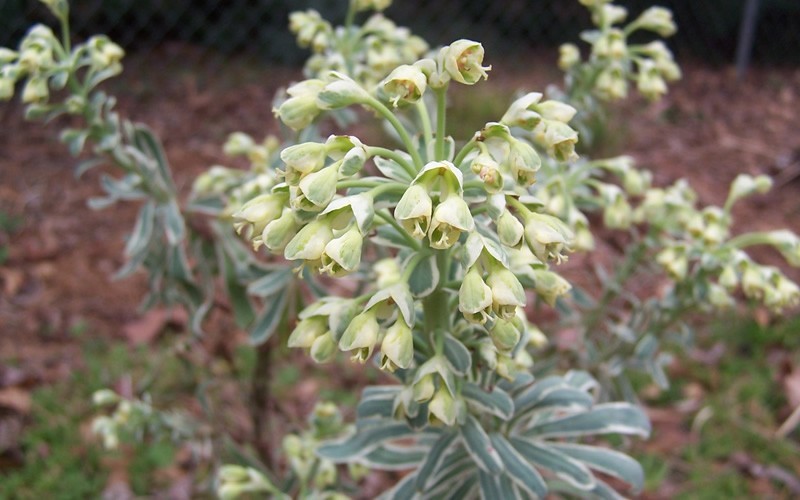 Euphorbia characias ’Tasmanian Tiger’ PP#15715 - Spurge Photo 2