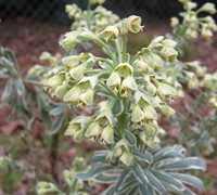 Euphorbia characias ’Tasmanian Tiger’ PP#15715 - Spurge