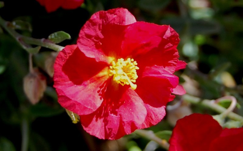 Hartswood Ruby Rock Rose - 1 Gallon - Perennials for Spring Color | ToGoGarden