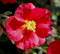 Hartswood Ruby Rock Rose