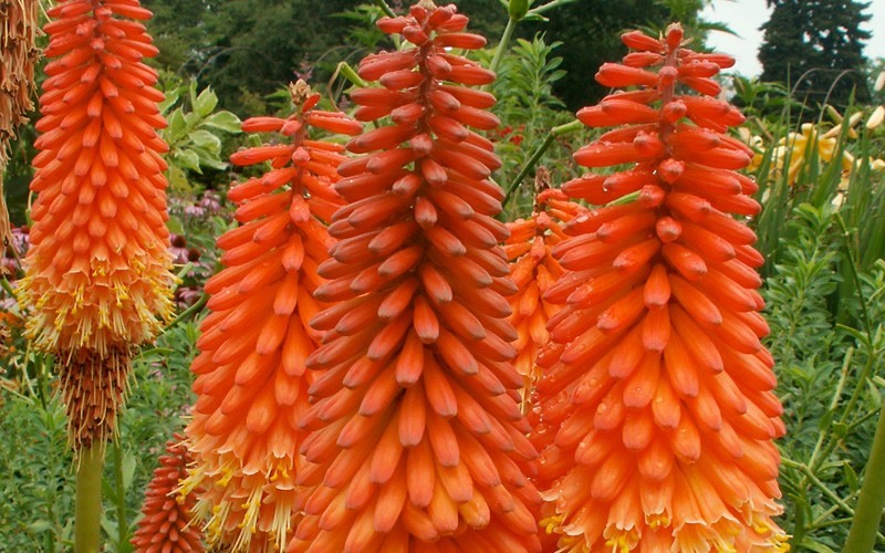 Flamenco Red Hot Poker - 12 Count Flat of Pint Pots - Perennials for Summer Color | ToGoGarden