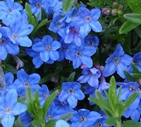 Lithodora diffusa 'Grace Ward' - Grace Ward Lithodora