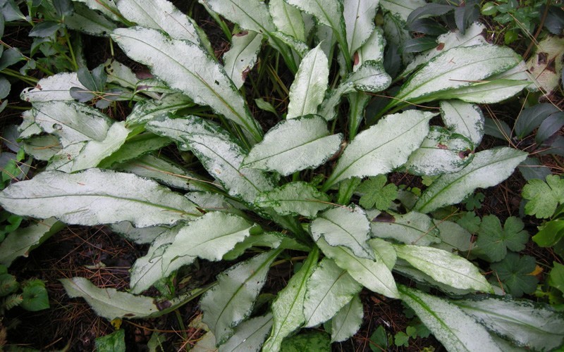 Diana Clare Pulmonaria - Lungwort - 12 Count Flat of Pint Pots - Perennials for Spring Color | ToGoGarden