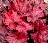 Shop Fire Chief Heuchera - Coral Bells  - 10 Count Flat - Quarts