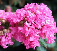 Shop Pocomoke Dwarf Crape Myrtle - 3 Gallon